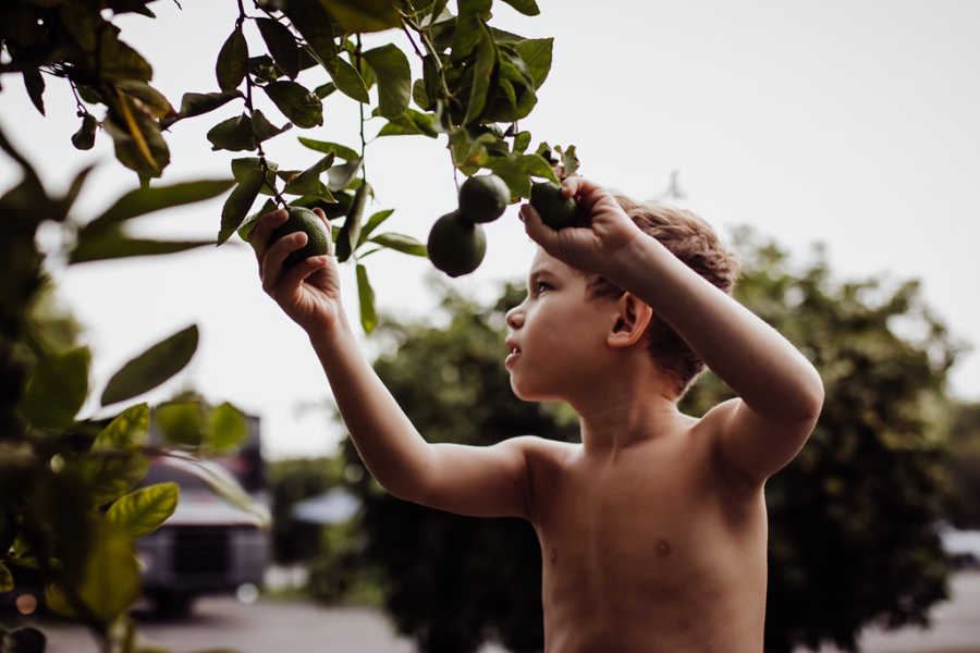 Shirtless little boy stands holding limes growing on tree