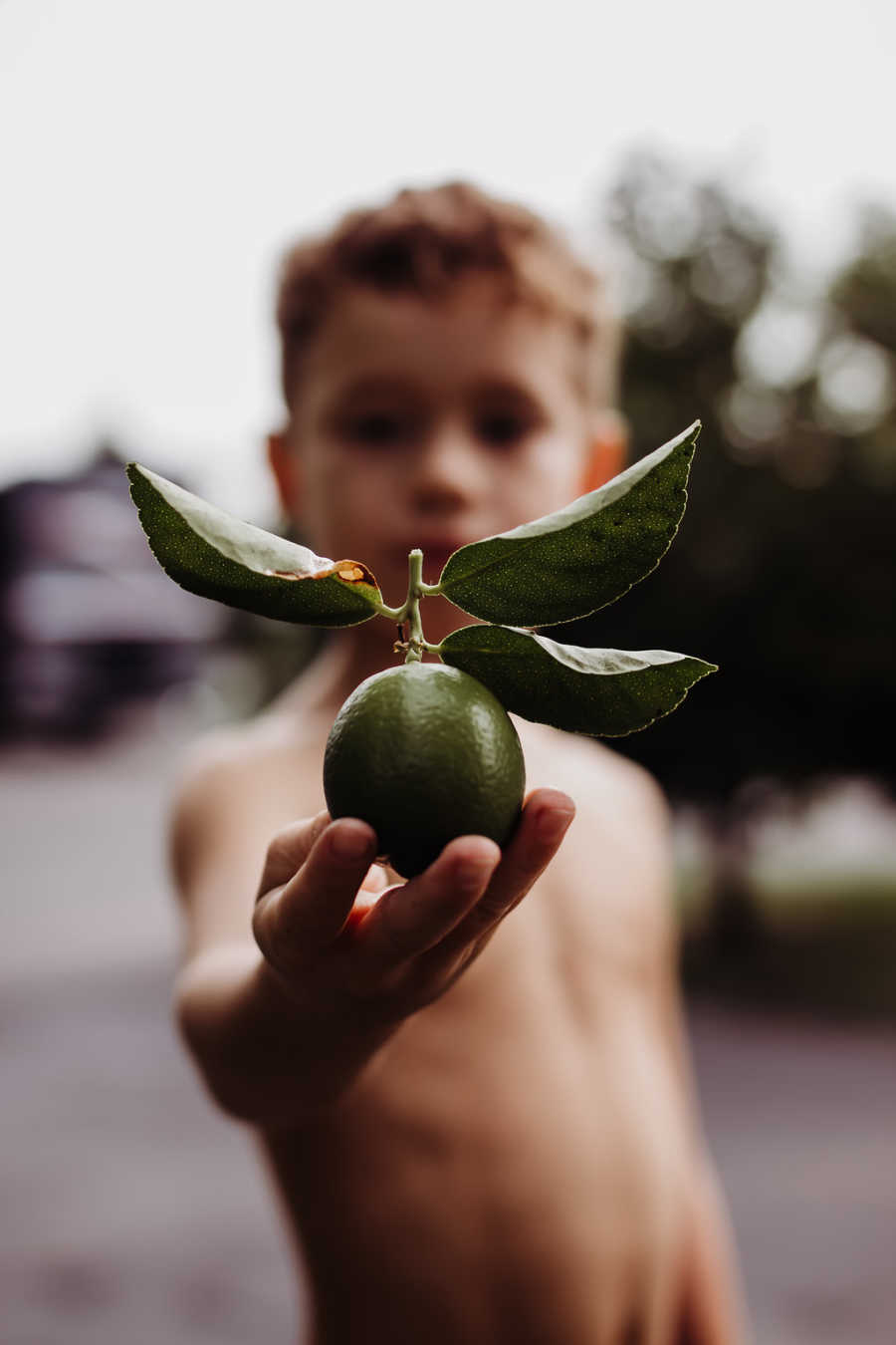 Shirtless little boy stands holding out lime from citrus tree