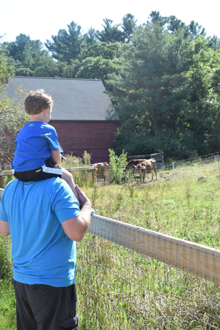 Father stands with young child on his shoulder beside fence at they look at cows