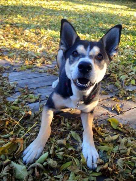 Adopted dog lays on stomach on grass with mouth open