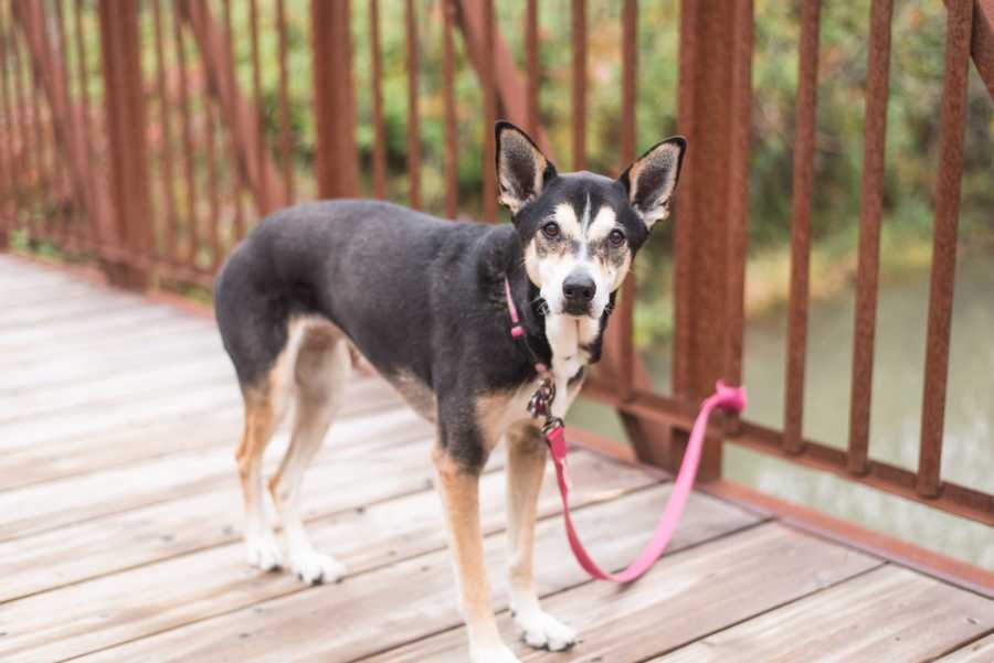 Adopted dog stands on bridge attached to pink leash that is tied to bridge