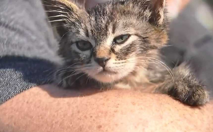 Close up of kitten who was glued to the street and saved by man