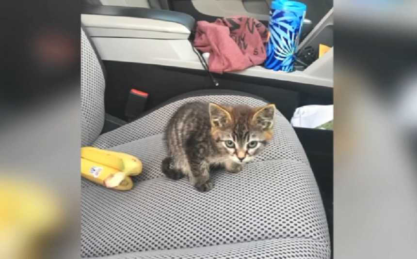 Kitten that was glued to the road sits in car seat 