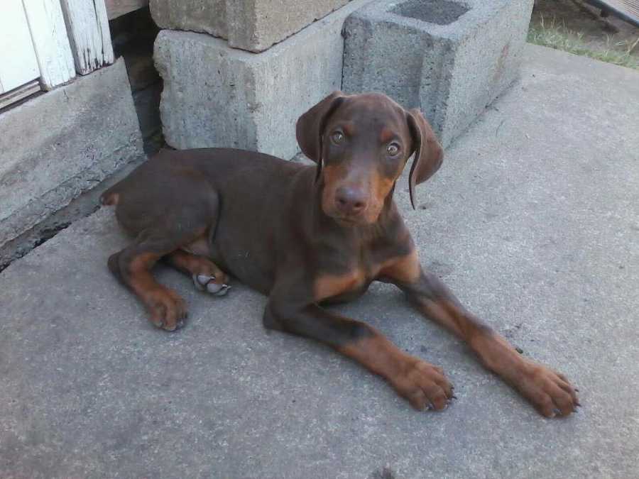 Brown puppy laying on ground outside