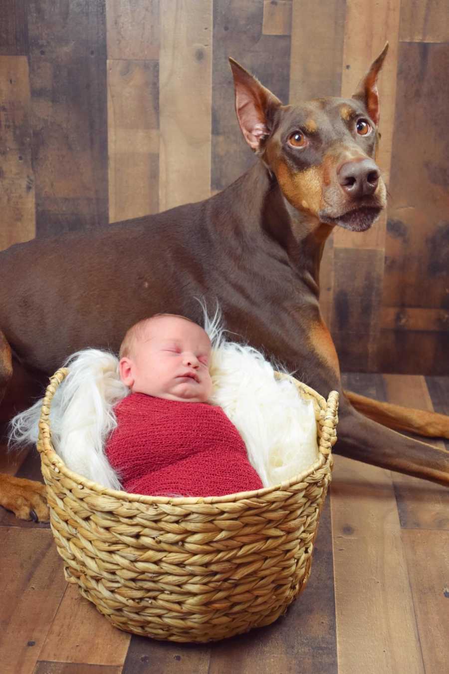 Dog laying on ground behind baby that is swaddled in red blanket sitting in basket for photoshoot
