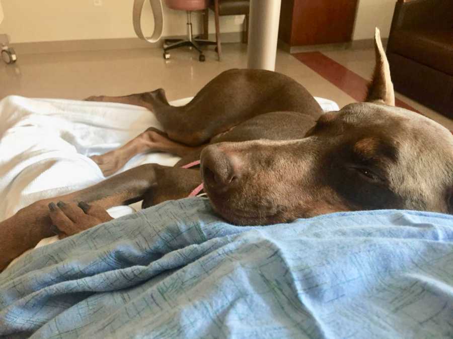 View from woman laying in hospital bed with brown dog laying beside her resting it's head on her