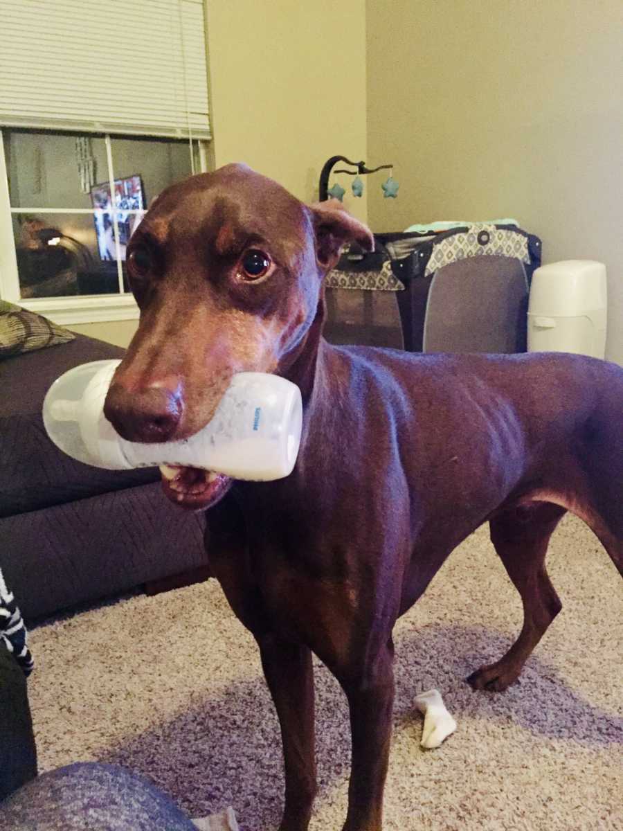 Dog stands in home holding bottle of milk in his mouth
