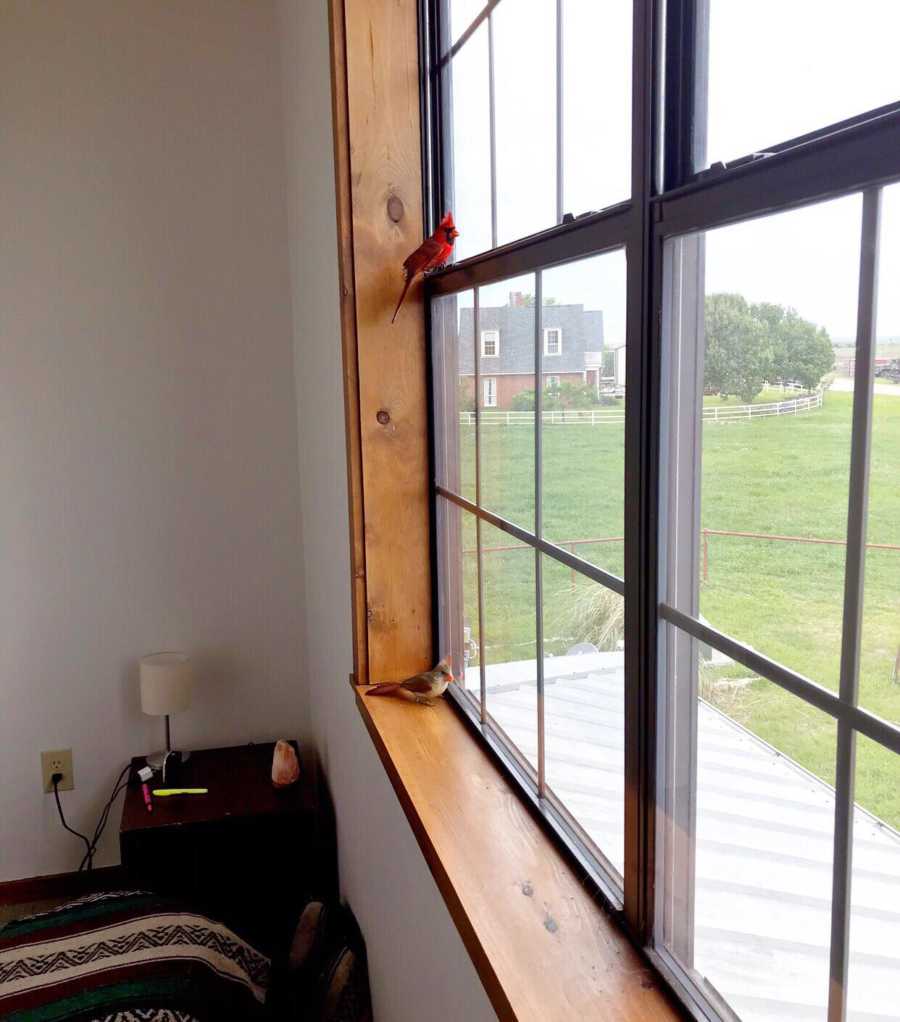 Cardinal sitting on pane of window of home