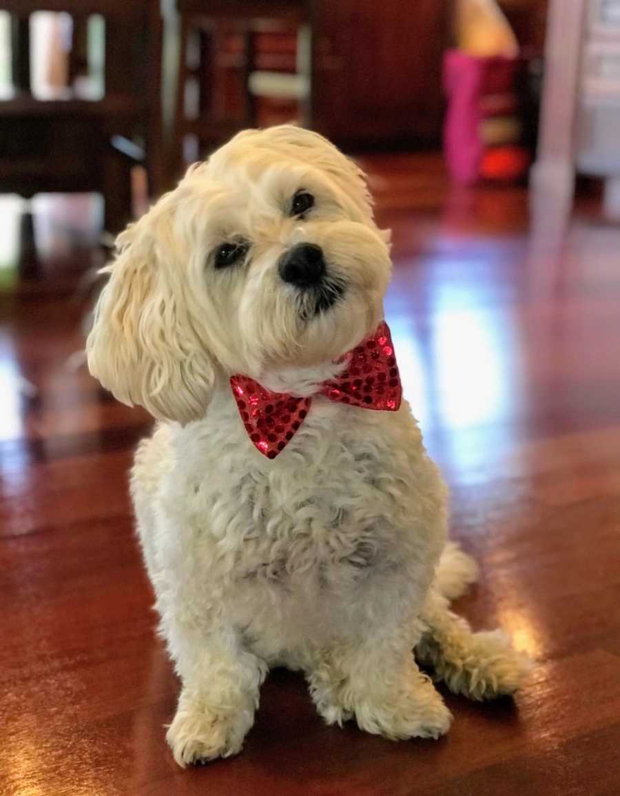 Little white dog sits on floor in home with sparkly red bow tie around his neck
