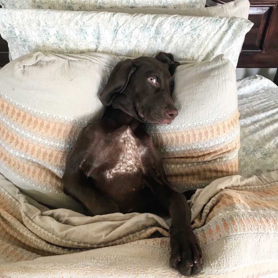 Woman with bipolar disorder's dog laying in her bed like a person