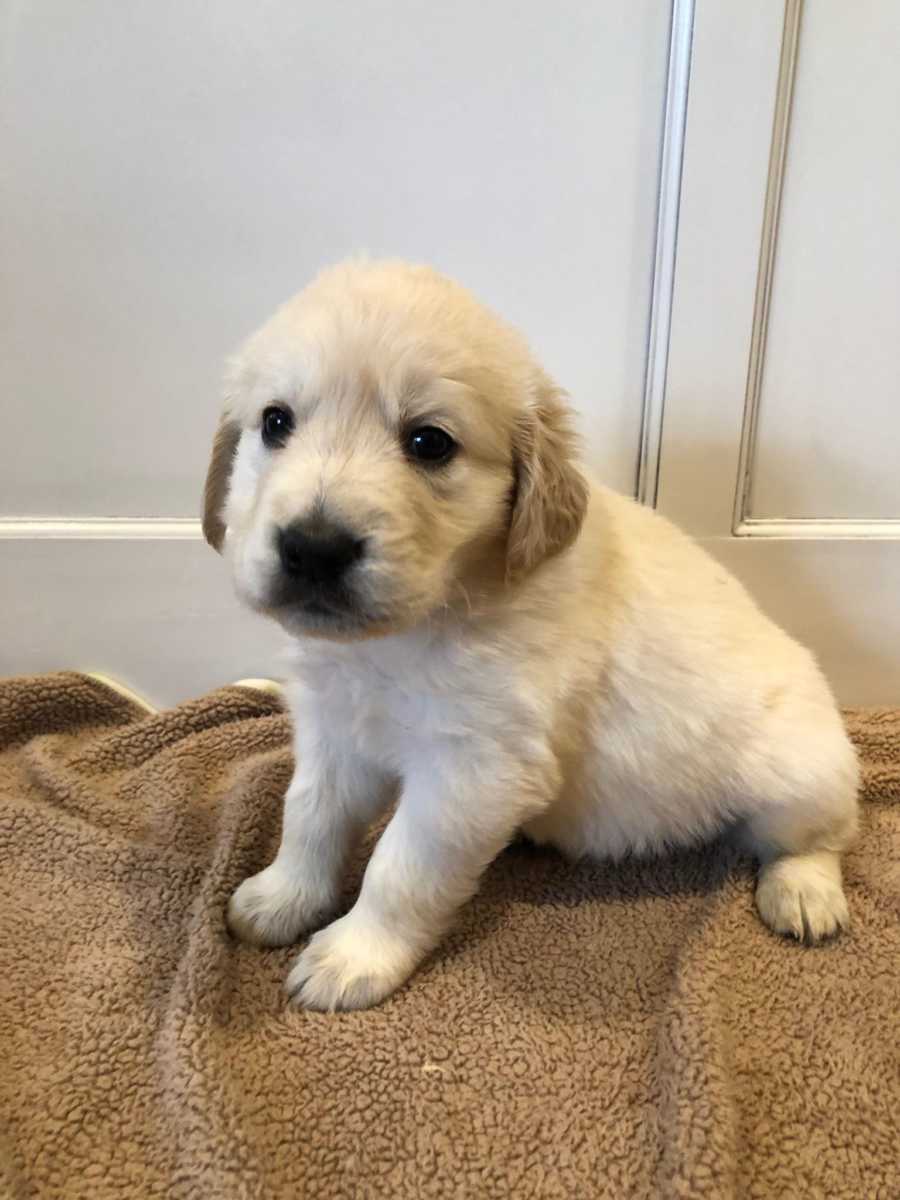 Golden retriever puppy who will be baby with Aicardi Syndrome support dog