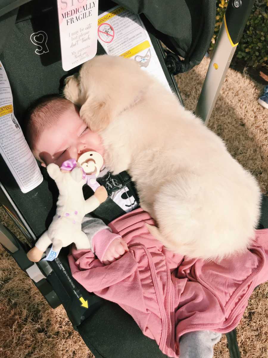 Puppy support dog lays in stroller with baby with Aicardi Syndrome