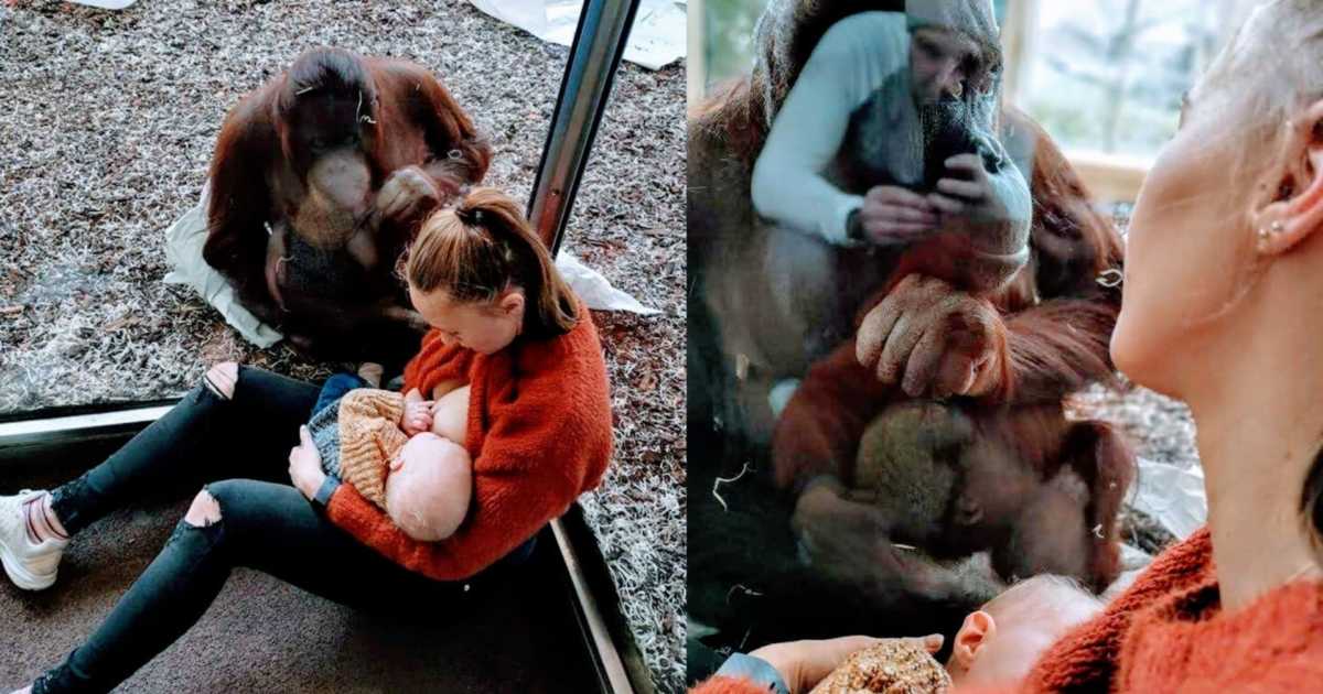 Today A Zoo Orangutan Offered Support While I Breastfed My Son