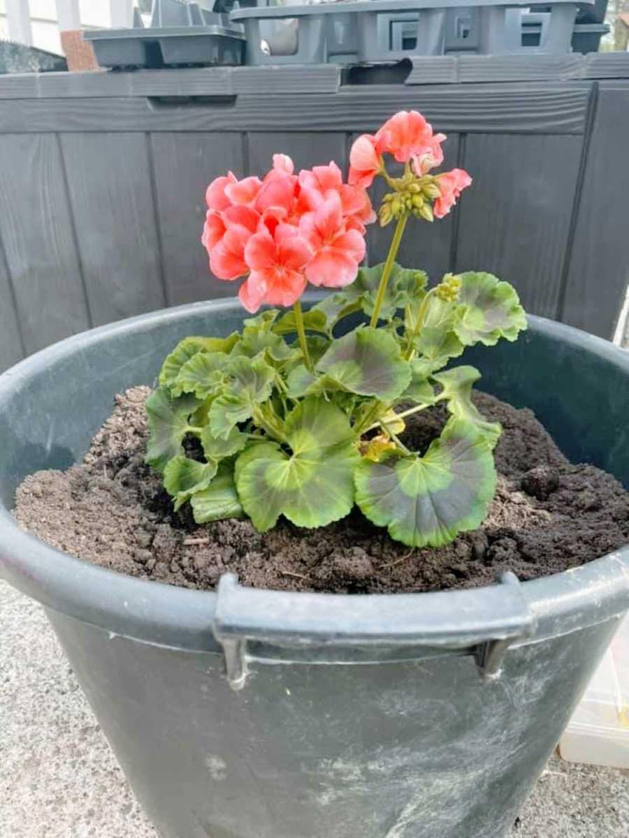 Woman shares photo of lovely new geraniums to honor late grandmother