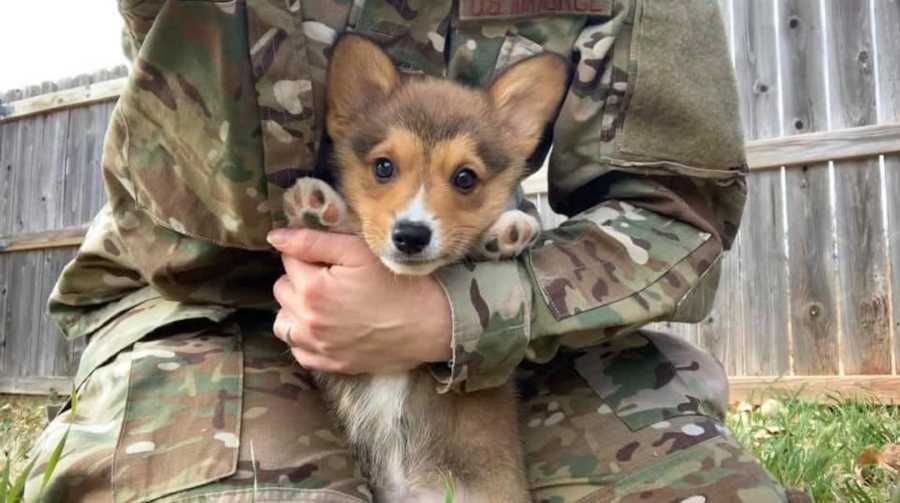 woman in military uniform holding a corgi