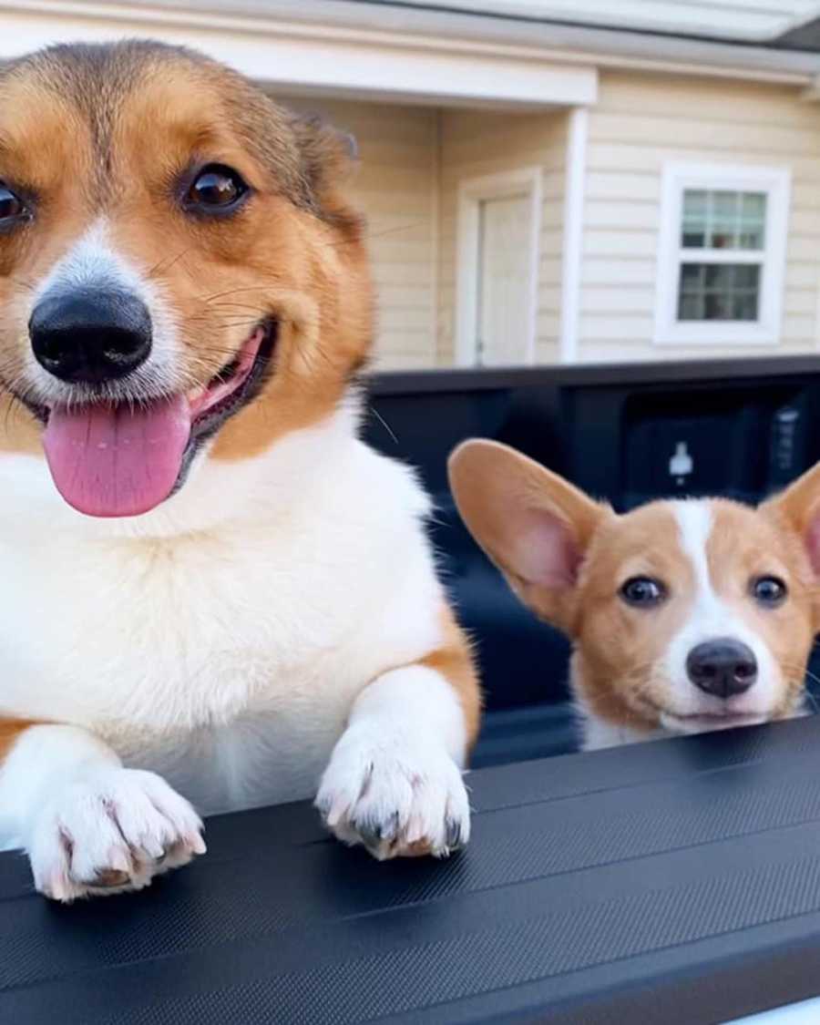 two corgis outside