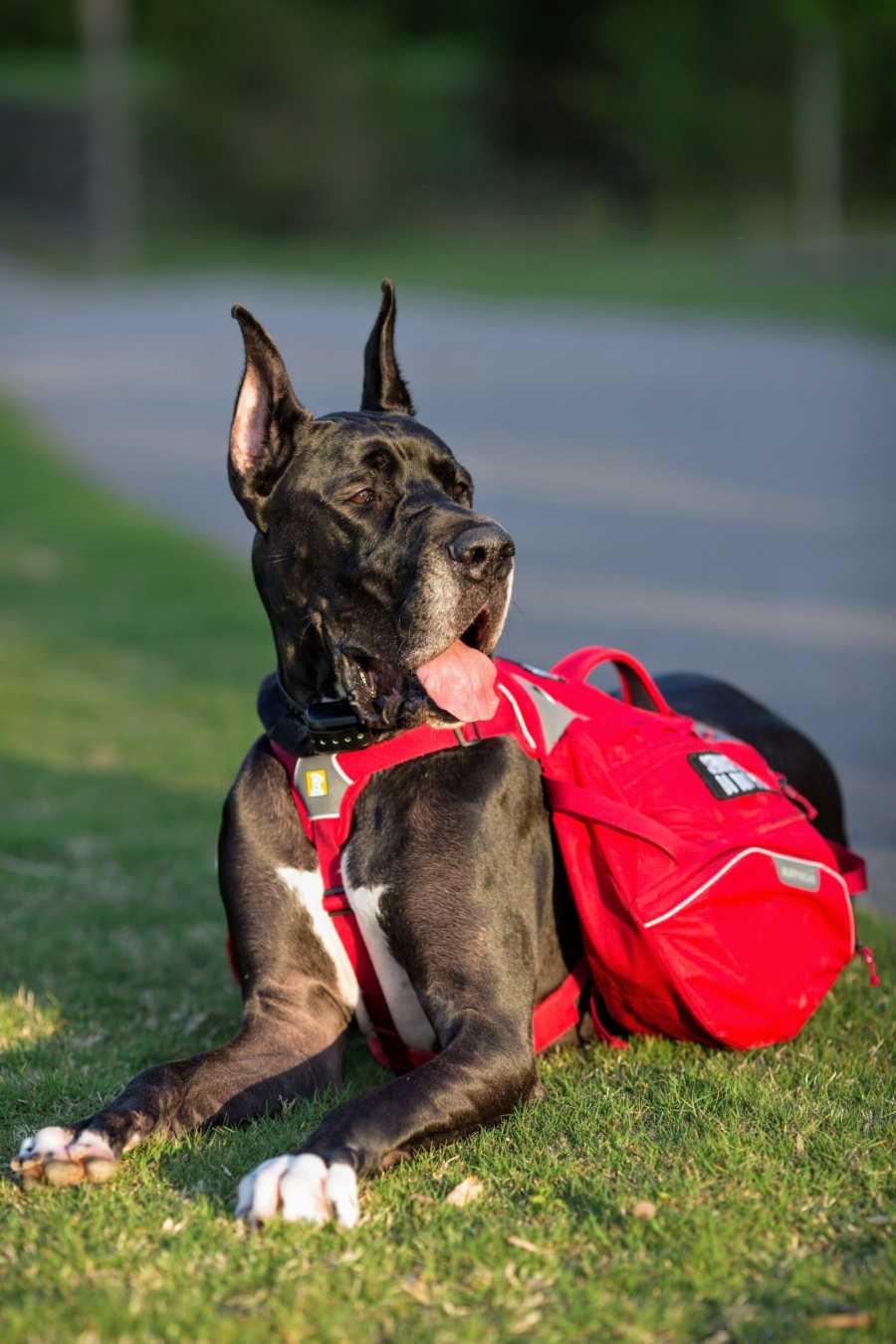 A big black service dog wearing a red vest