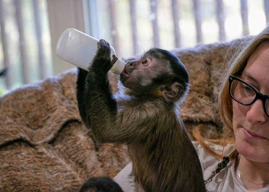 A small primate drinks milk from a bottle