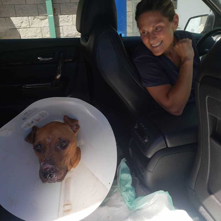 dog with a cone on its head in a car