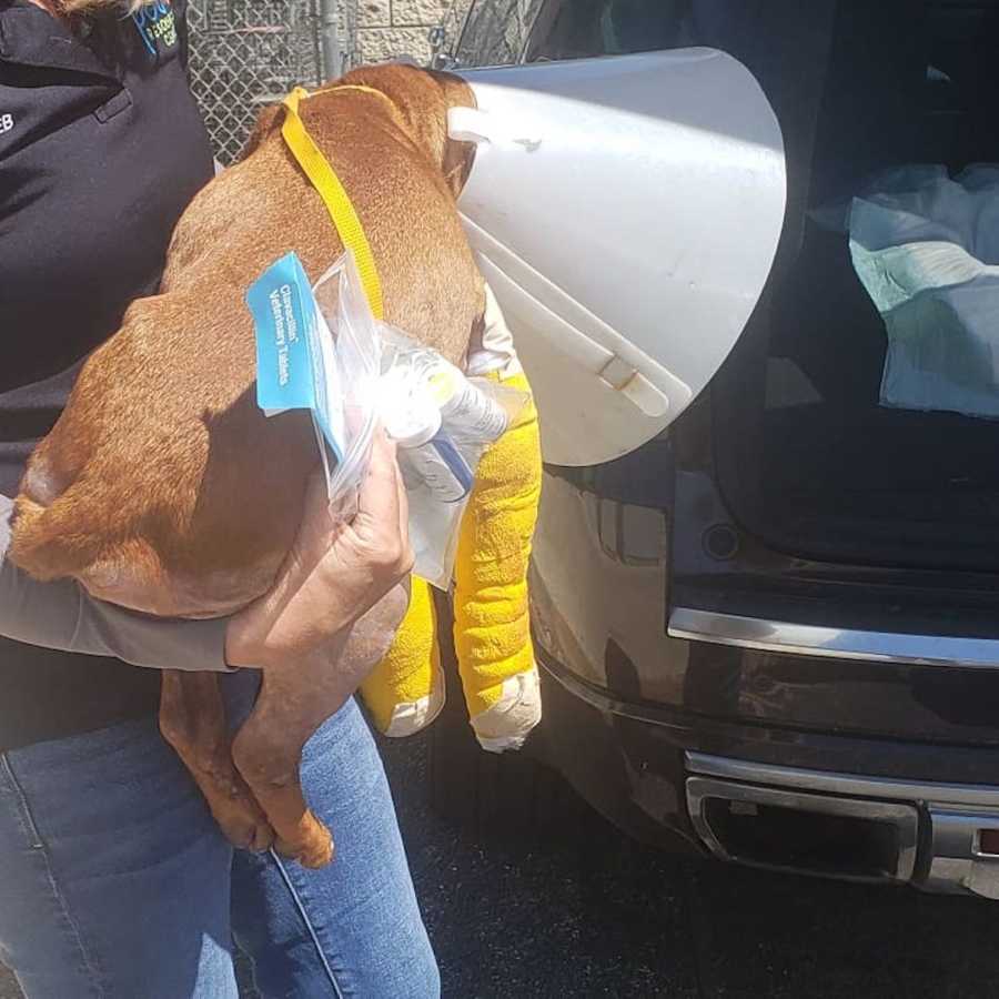 woman with a dog in a cone