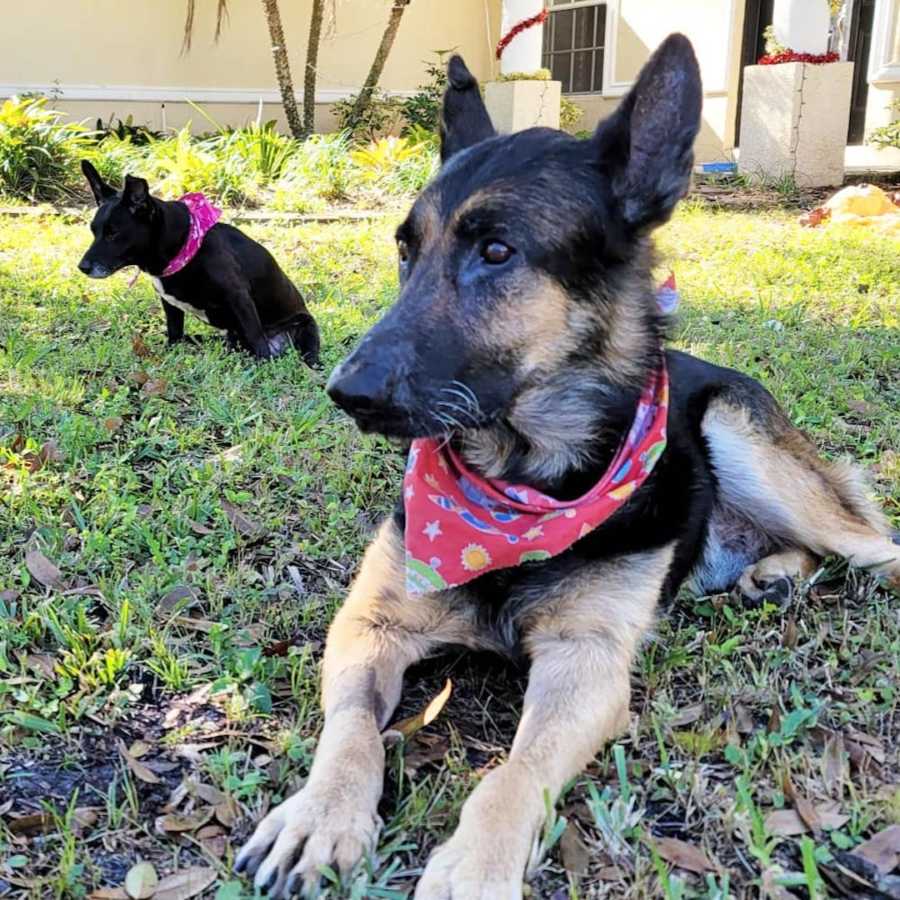 German shephard dog outside, dog in background