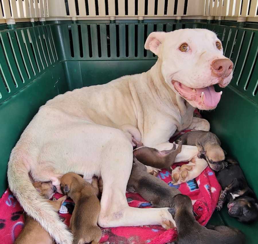 smiling dog with puppies