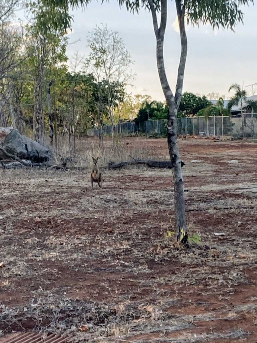 Mom snaps a photo of a kangaroo in red dirt during a nature walk with her kids