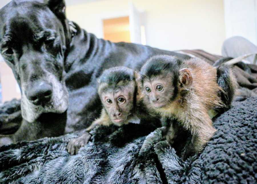 A big black service dog looks curiously at a pair of primates