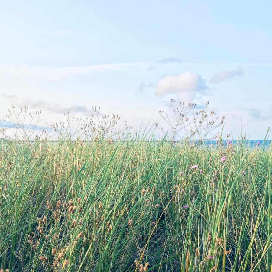 Woman sharing metaphor on perspective snaps a photo of overgrown weeds with water in the distant horizon