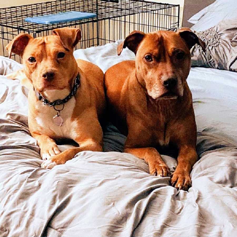 Two brown dogs lie next to each other on a bed