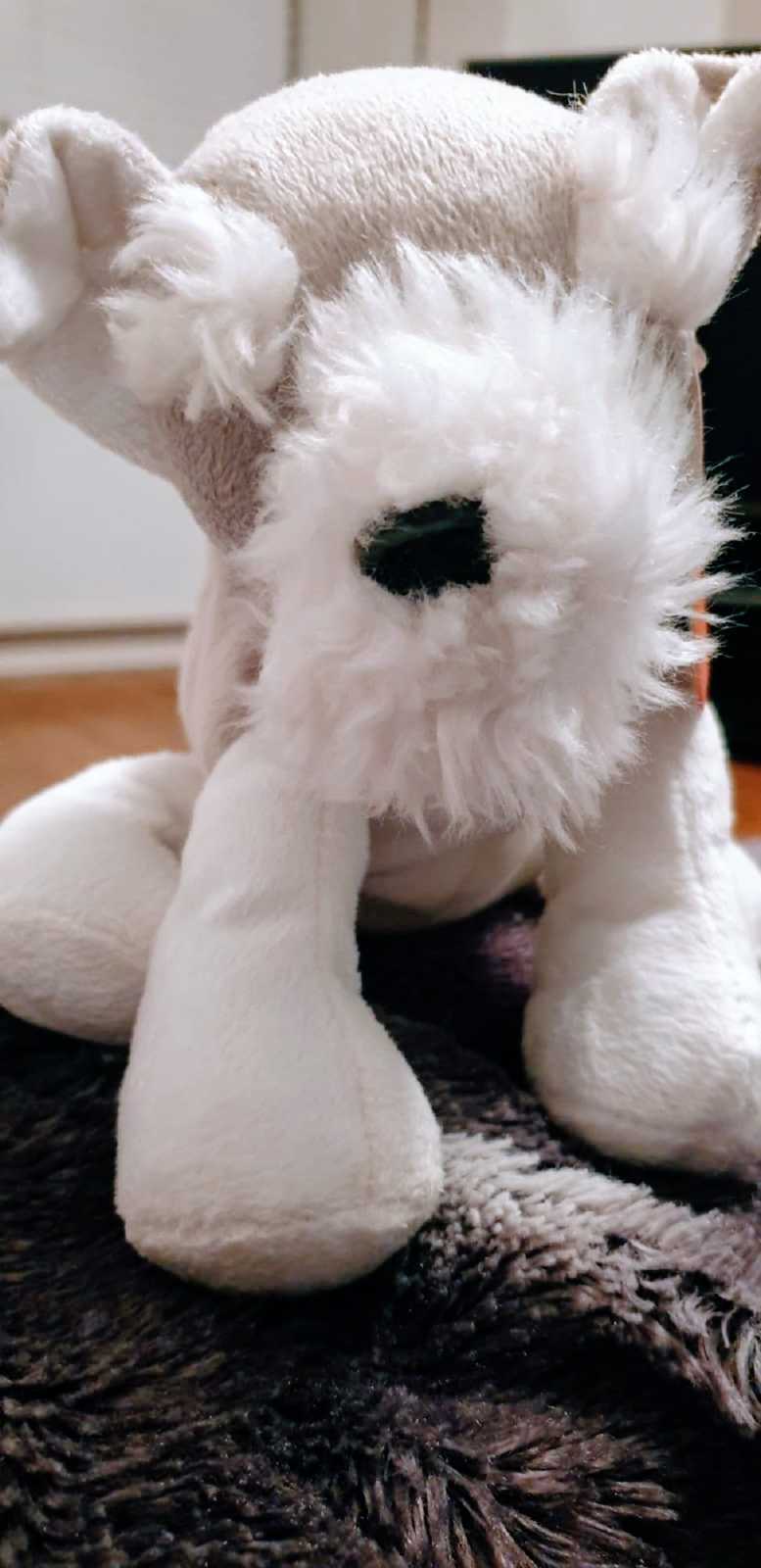 A fluffy white toy dog