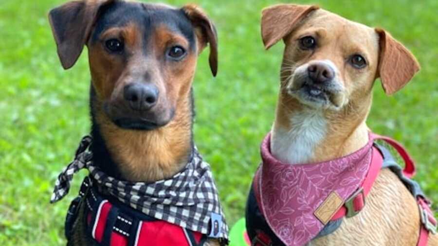 Two dogs in scarfs sitting next to each other on grass