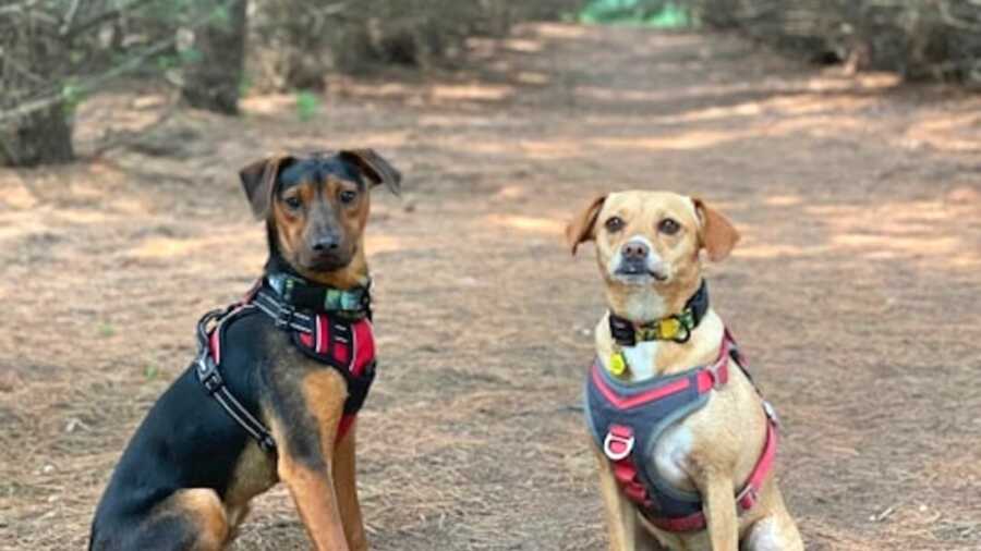 Two dogs sitting side by side on trail