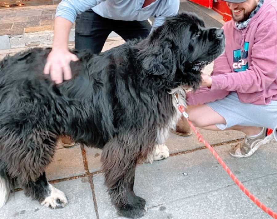 A big black dog gets petted by a pair of men