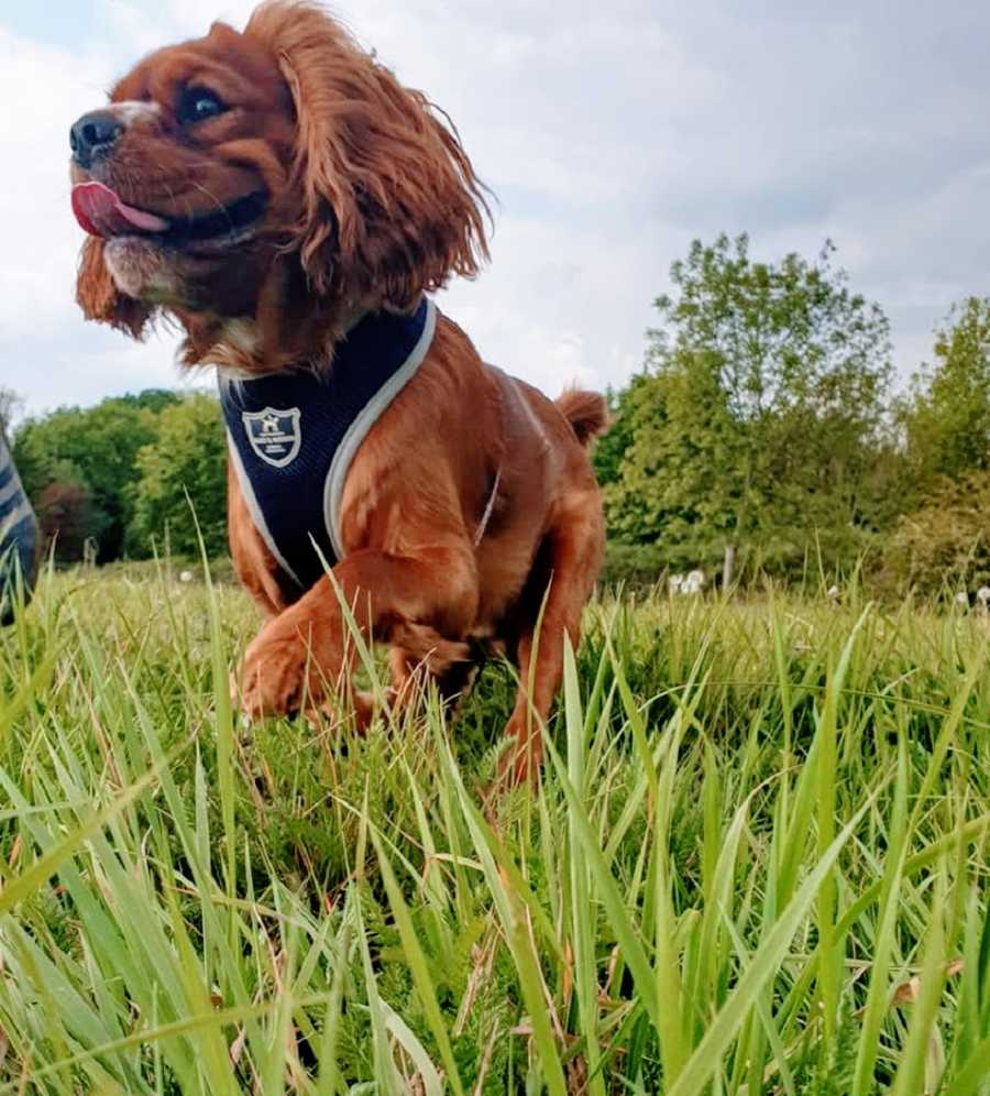 Small brown assistance dog in grass