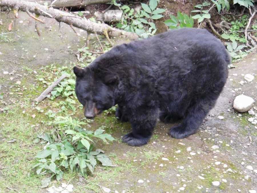 bear that almost killed homeless man