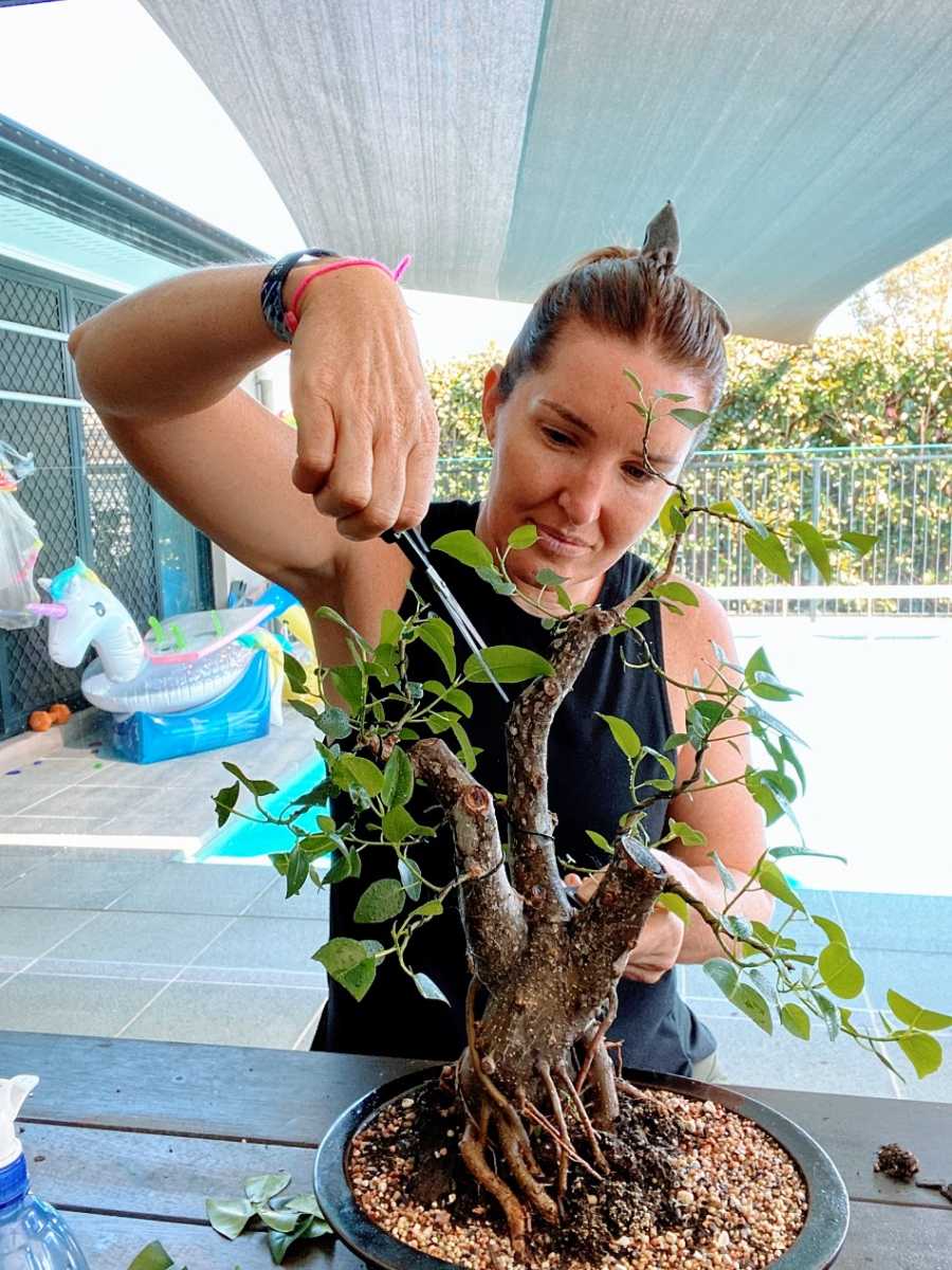 A woman clipping the leaves of a short tree