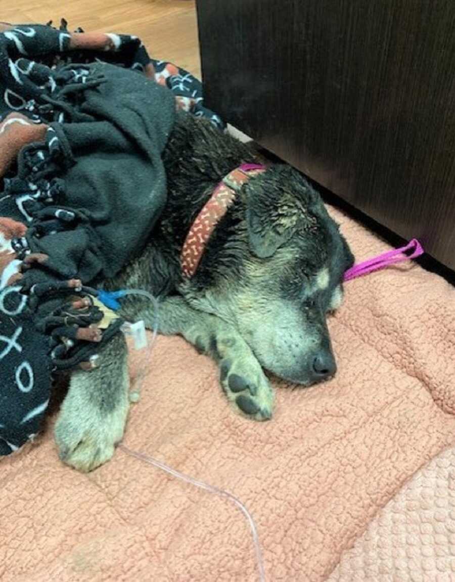 Deaf dog, Zoey, receives IV and rests after being stuck in the storm drain all day.