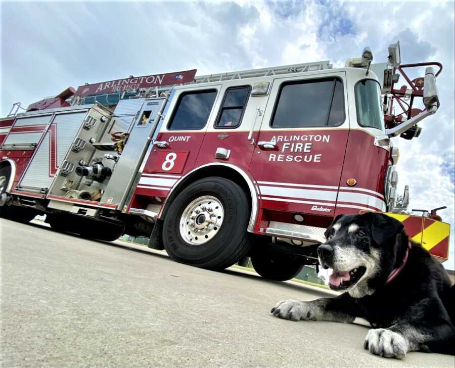 Rescued dog, Zoey, poses with Arlington Fire Rescue truck. 