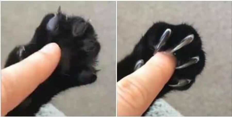 paw