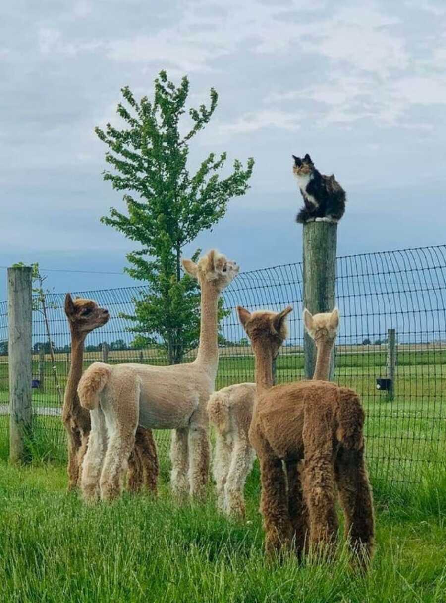 alpacas