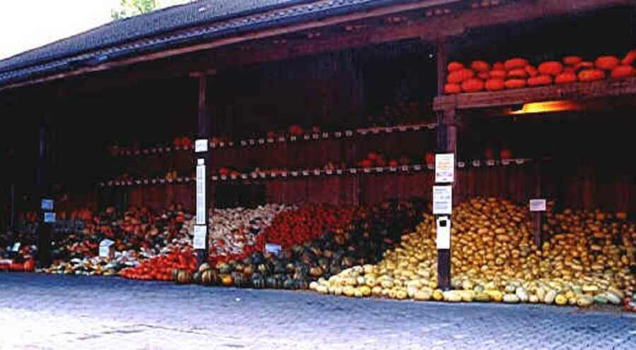 First ever pumpkin exhibition at Jucker Farm in 1998.