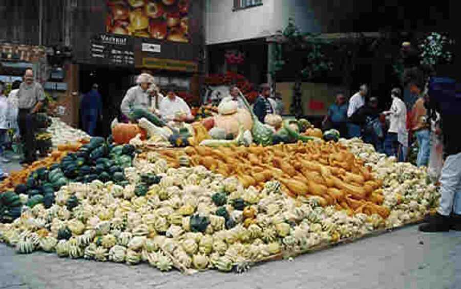 Giant pile of assorted pumpkins and squash at Jucker Farm's 1998 pumpkin exhibition.