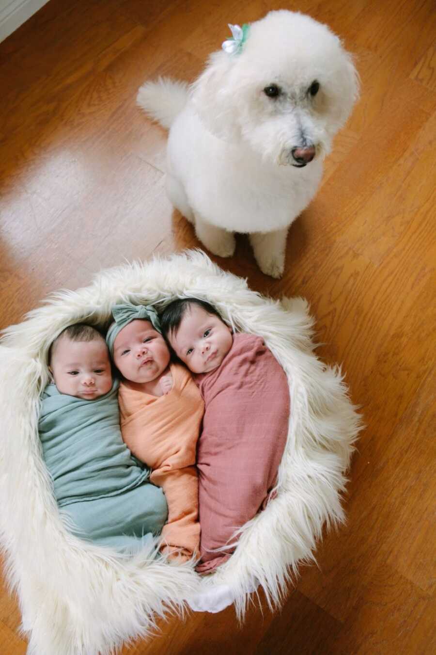 Two moms take a photo of their newborn triplets all swaddled together in different-colored blankets while their family dog sits next to them