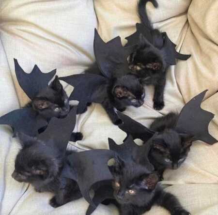 Black kittens wear bat wings for adorable Halloween costume. 