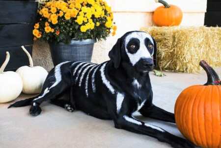 Black dog's painted skeleton costume for Halloween. 