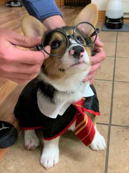 Corgi puppy's adorable Harry Potter Halloween costume. 