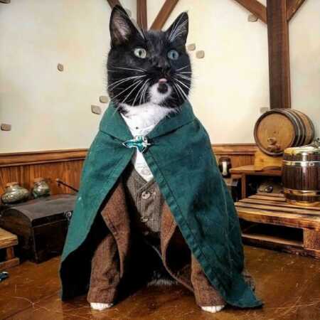 Cat wears awesome Hobbit costume for Halloween. 