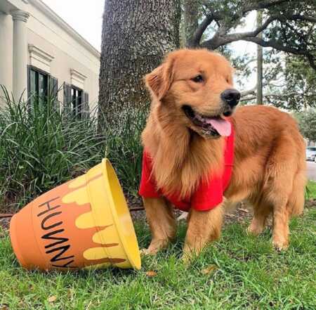 Dog makes the cutest Winnie the Pooh for Halloween. 