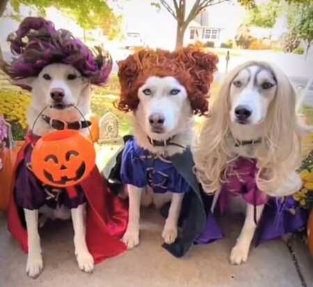 Three dogs' awesome Hocus Pocus sisters costumes. 